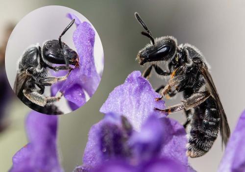 Réf. 297 820 : Lasioglossum sp.